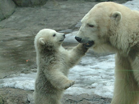 Белый медведь