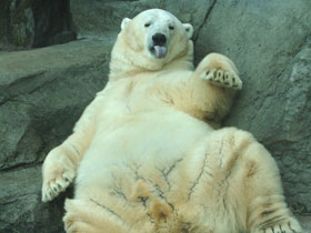 Белый медведь Белый медведь