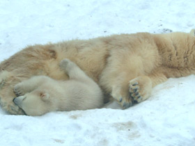 Белый медведь