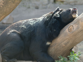 Гималайский медведь