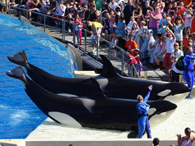 Фото Почему киты и дельфины выбрасываются на берег?