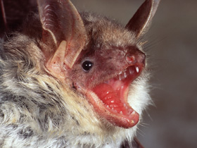 Фото Остроухая ночница