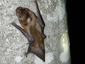 Фото Гигантская вечерница