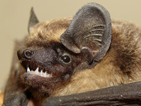 Фото Слепые животные