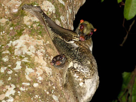 Фото Малайский шерстокрыл