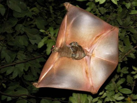 Фото Филиппинский шерстокрыл