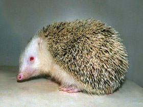 Смотреть фото Белогрудый ёж Фото Белогрудый ёж