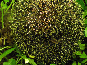 Смотреть фото Животные в русских народных сказках Фото Животные в русских народных сказках