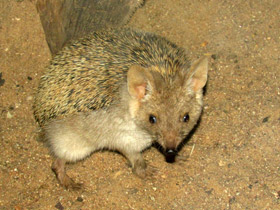 Смотреть фото Ушастый ёж Фото Ушастый ёж