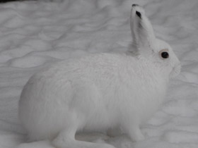 Смотреть фото Заяц-беляк Фото Заяц-беляк