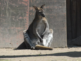 Смотреть фото Большой рыжий кенгуру Фото Большой рыжий кенгуру