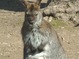 Смотреть фото Большой рыжий кенгуру Фото Большой рыжий кенгуру
