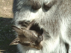 Смотреть фото Большой рыжий кенгуру Фото Большой рыжий кенгуру