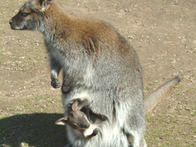 Большой рыжий кенгуру