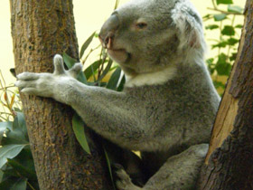 Смотреть фото Коала Фото Коала