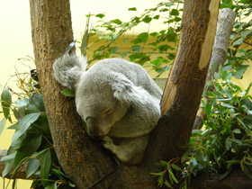 Смотреть фото Коала Фото Коала