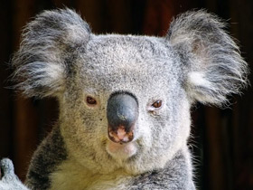 Смотреть фото Коала Фото Коала