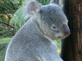 Смотреть фото Коала Фото Коала