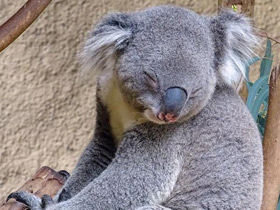 Смотреть фото «Мама, возьми меня на ручки!» Фото «Мама, возьми меня на ручки!»