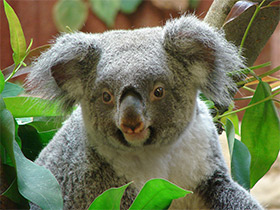 Смотреть фото Коала Фото Коала