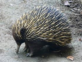 Смотреть фото Как появились млекопитающие Фото Как появились млекопитающие