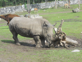 Смотреть фото Белый носорог Фото Белый носорог