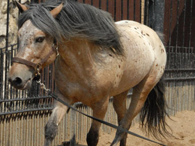 Смотреть фото Зачем животным хвосты. 10 чудесных функций Фото Зачем животным хвосты. 10 чудесных функций