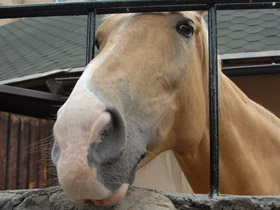 Смотреть фото Домашние лошади Фото Домашние лошади