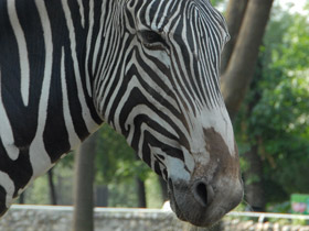 Фото Зебра Греви