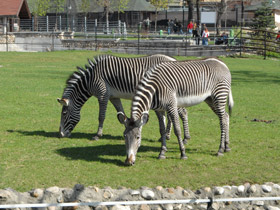 Фото Зебра Греви