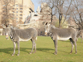 Фото Зебра Греви
