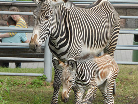 Фото Зебра Греви