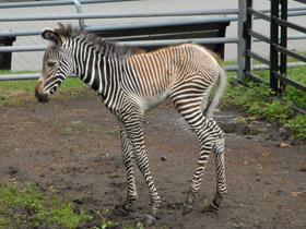 Фото Зебра Греви