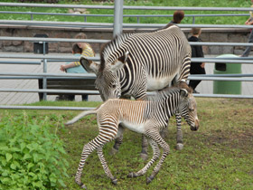 Фото Зебра Греви