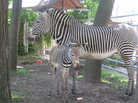 Фото Зебра Греви