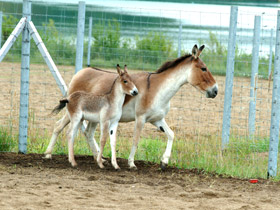 Смотреть фото Кианг Фото Кианг