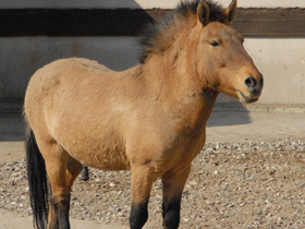 Фото Предки и родичи лошади