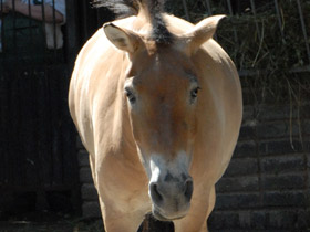 Смотреть фото Лошадь Пржевальского Фото Лошадь Пржевальского