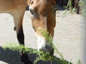Смотреть фото Лошадь Пржевальского Фото Лошадь Пржевальского