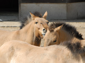 Смотреть фото Лошадь Пржевальского Фото Лошадь Пржевальского