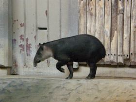 Фото Тапир Бэрда