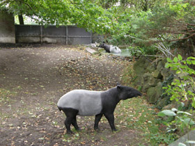 Смотреть фото Чепрачный тапир Фото Чепрачный тапир