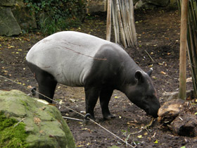 Смотреть фото Чепрачный тапир Фото Чепрачный тапир