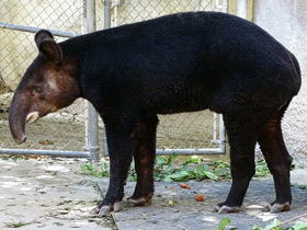 Смотреть фото Горный тапир Фото Горный тапир