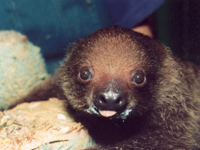 Смотреть фото Двупалый ленивец Фото Двупалый ленивец