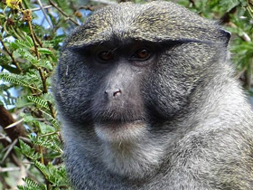 Фото Мартышка Аллена