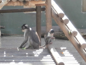 Смотреть фото Дымчатый мангобей Фото Дымчатый мангобей