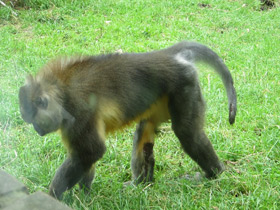 Смотреть фото Золотистый мангабей Фото Золотистый мангабей