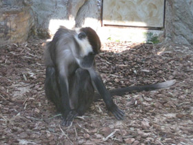 Смотреть фото Красноголовый мангобей Фото Красноголовый мангобей