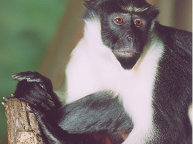 Мартышка-диана Мартышка-диана